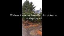 Screening trees    Pines and Spruces   In Bucks County