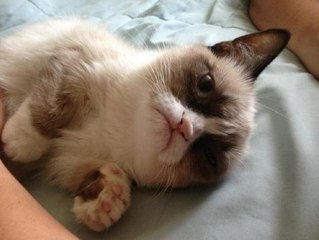 Коты бывают разные)