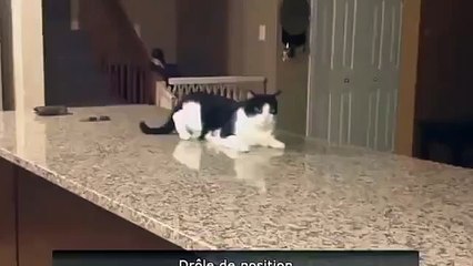 Коту показали пылесос