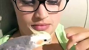 Une perruche calopsitte qui siffle une turlurette bien connue. Magnifique !