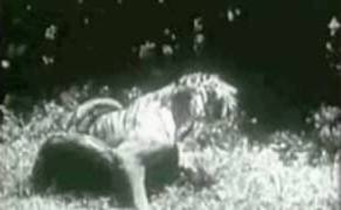 Tiger vs Great Anaconda video