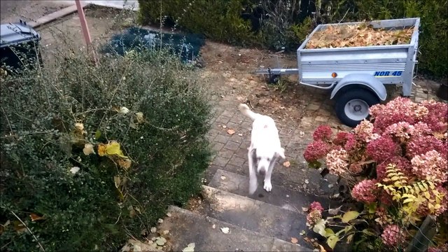 BALOU un chien plein de vie, attend SA famille pour toujours !