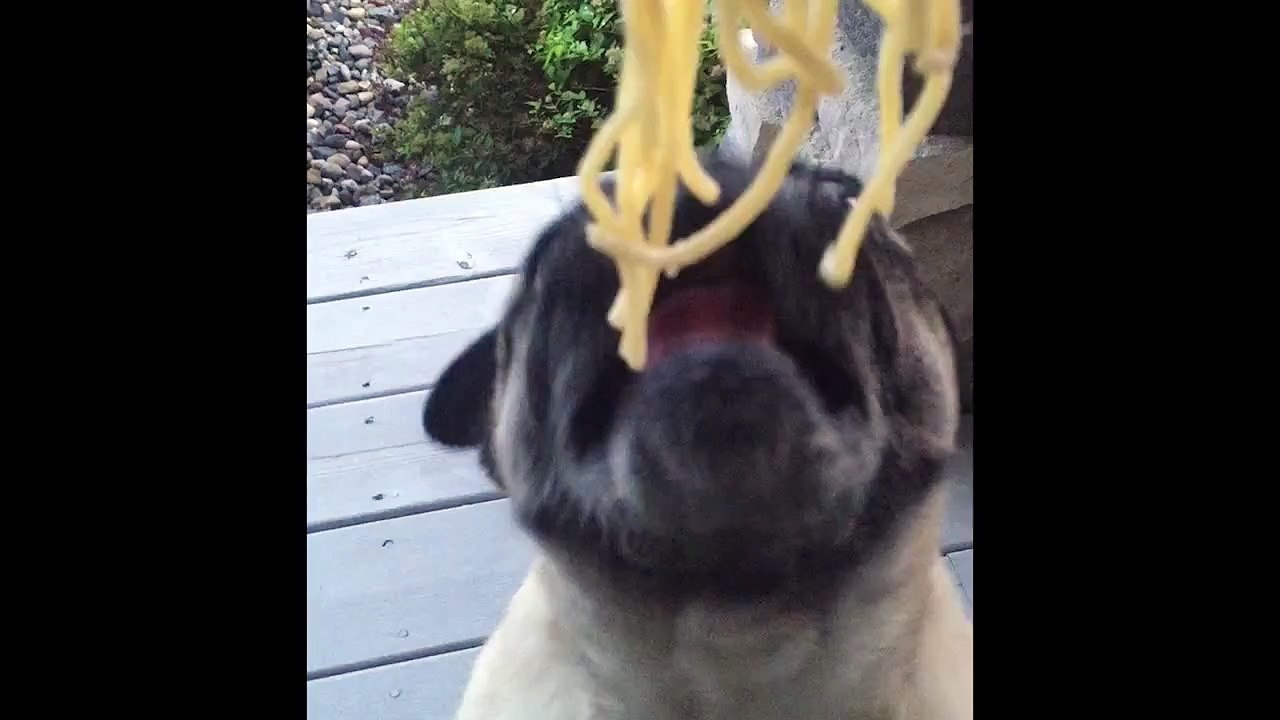 Pug Loves Noodles