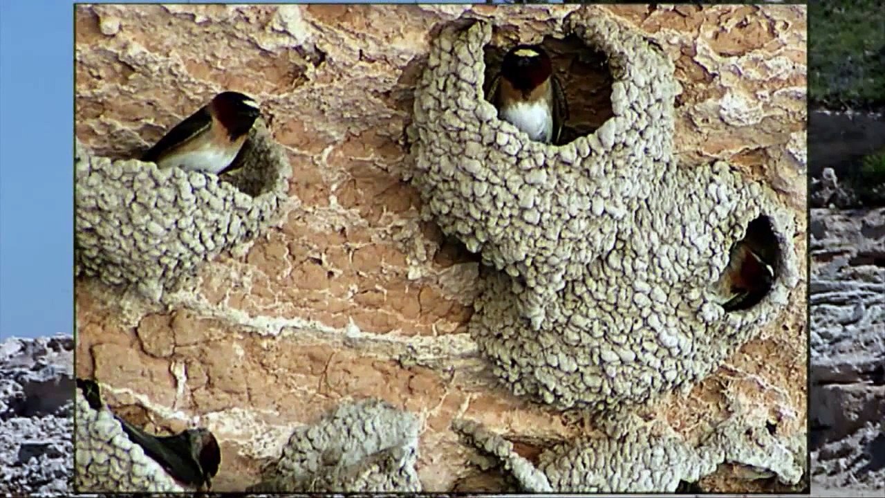 Cliff Swallows _ Funny Videos 2015_youtube_original