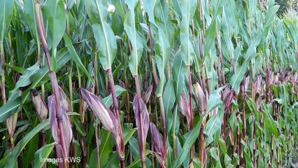 Jean-Philippe Cochet, KWS : "Une recherche franco-française au service de la performance des producteurs"