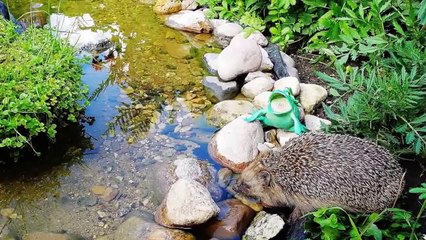 Водоём на даче.  Ёжик пьёт воду из пруда.