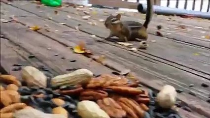 Squirrel Hidding Peanuts