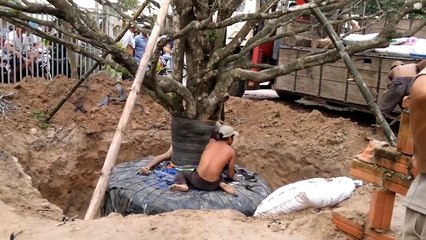 Cây mai khủng độc nhất vô nhị tại Việt Nam