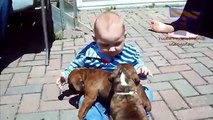 Funny babies annoying dogs - Cute dog & baby compilation