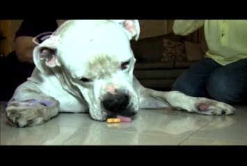 ESPECIAL DIA A DIA / PELUDITOS , COMPAÑEROS DE VIDA