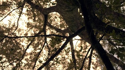 The Sound and the Fury Official Trailer #1 (2015) - James Franco, Seth Rogen Movie HD