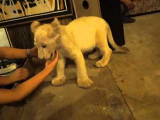 White Lion Cubs in Zoobic Safari 2