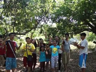 Harvesting Mangoes in Pangasinan