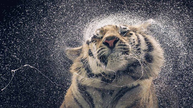 These Photographs Will Blow Your Mind