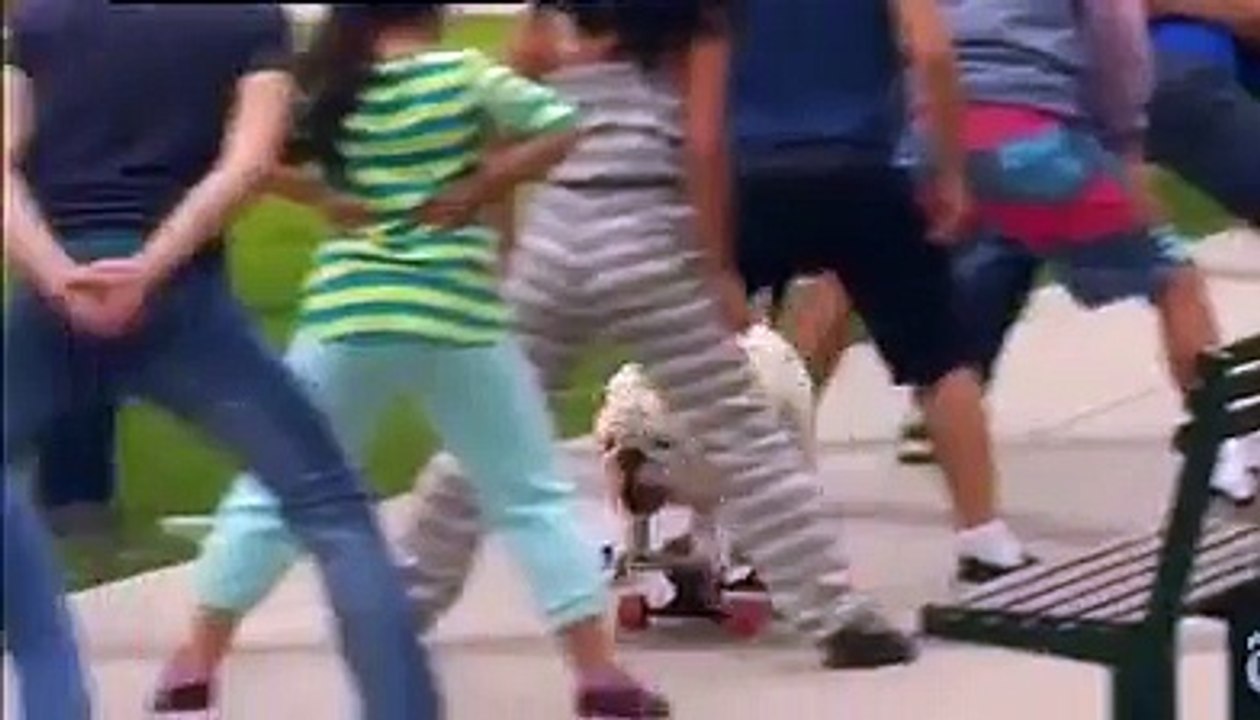 Watch Otto the bulldog break a Guinness World Records