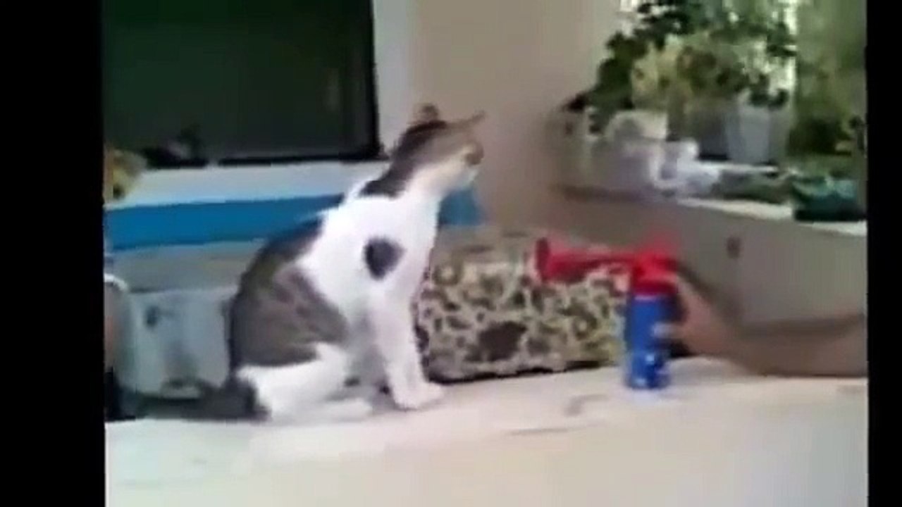 КАК ПУГАЮТСЯ КОШКИ . Я смеялся до слёз...