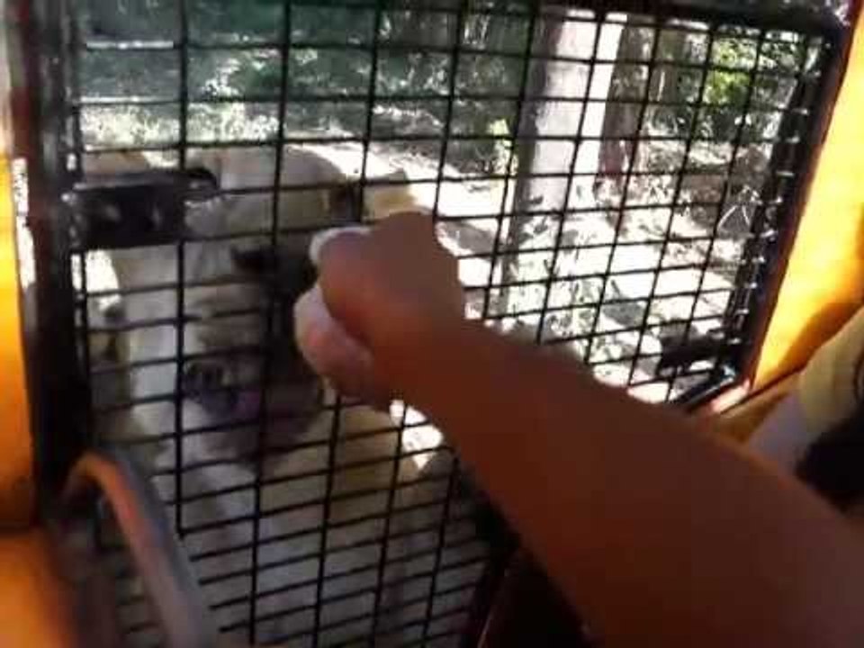 Wazzup Pilipinas at Zoobic Safari