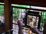 Feeding the Tigers in Zoobic Safari