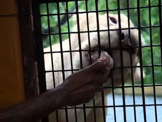 Feeding the Lions in Zoobic Safari