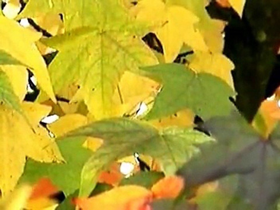 Aksa 09