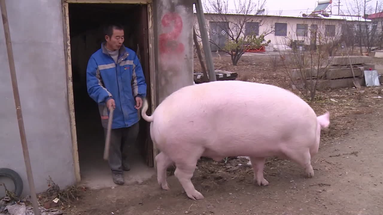 乗馬ならぬ乗豚？中国に実在する、乗れちゃう巨大ブタ！