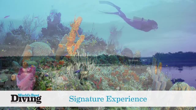 World's Best Diving: Deep Water Cay