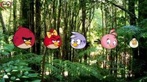 Finger Family Collection _ Angry Birds Finger Family Songs _ Daddy Finger Nursery Rhymes , Animated cartoon watch online free 2016