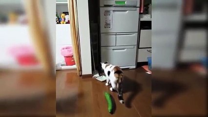 Kedilerin Salatalıkla İmtihanı - Salatadan korkan kediler