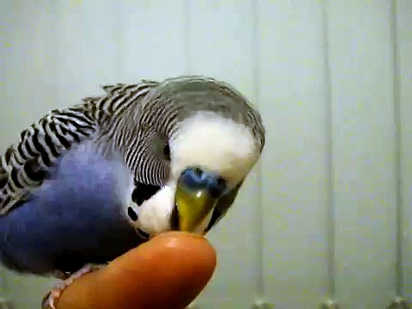 Muhabbet Kusu Marifetli Mavis Dailymotion Video