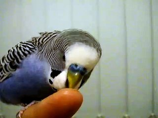 Muhabbet kusu marifetli mavis