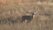 Daniel McVay with a Rut Update—and a Big Mule Deer—From the Plains