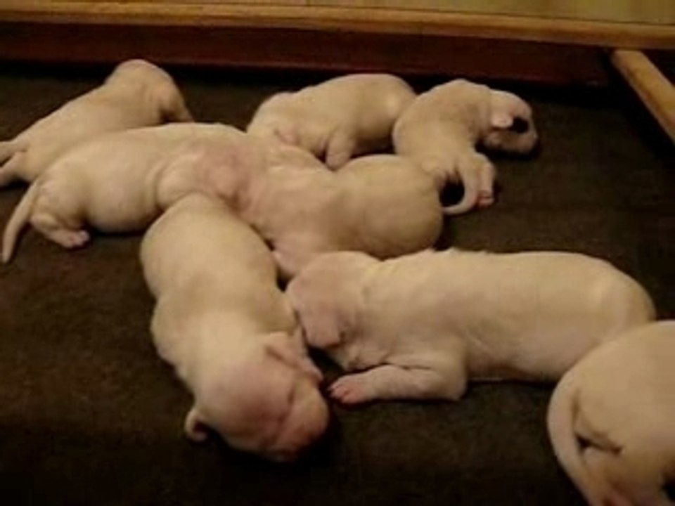 Chiots cerro de los condores