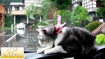 Funny Cats Compilation [Most See] Funny Cat Videos Ever Part 1