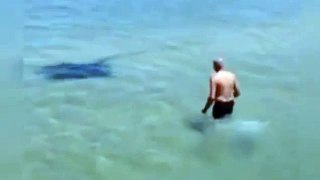 Huge StingRay Charges at a Man on the Gold Coast - hdhut.blogspot.com