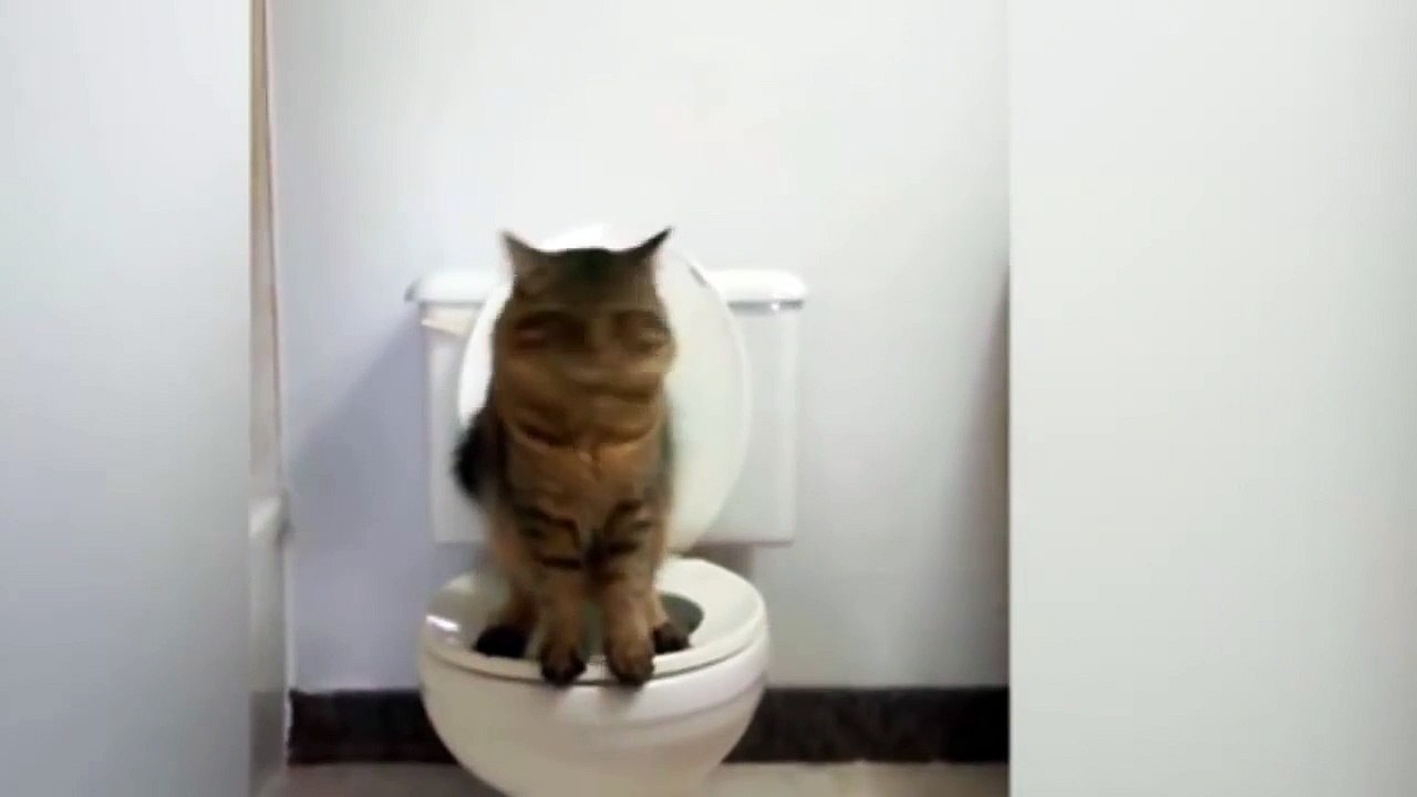 Gato na privada