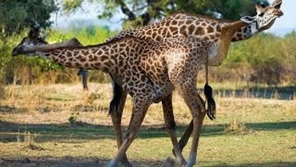 Animais Selvagem - Corajosos e brutais