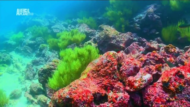 Чудеса голубой планеты Южная Америка 3 Серия