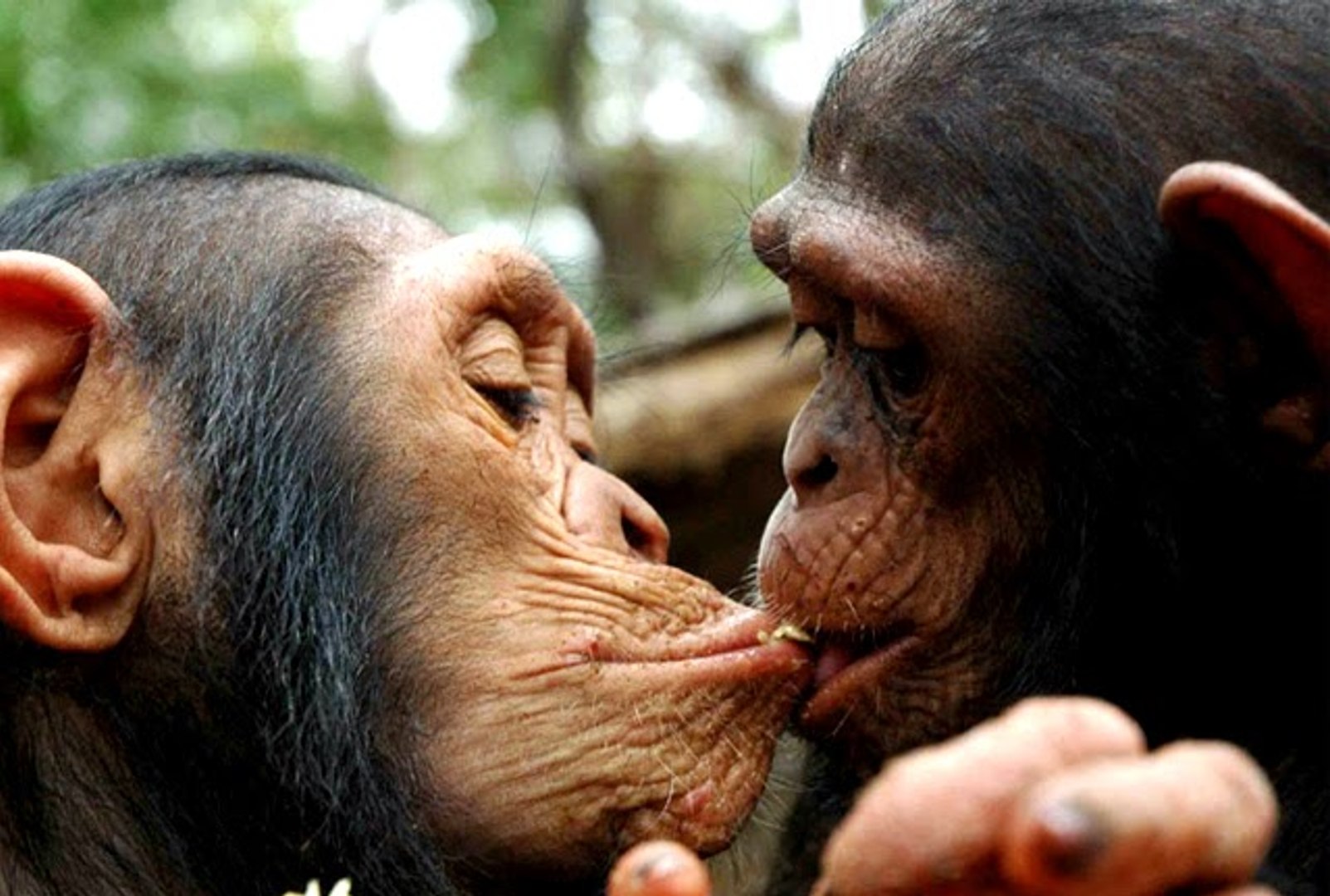 Мужчина обезьяна любовь. Смешные обезьяны. Обезьяна целует. Две обезьяны. Поцелуй обезьяны.