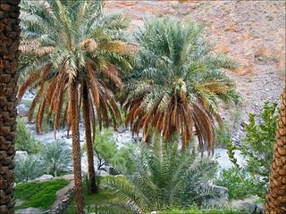 The dangerous Arabian Desert (A Wildlife Documentary Film)