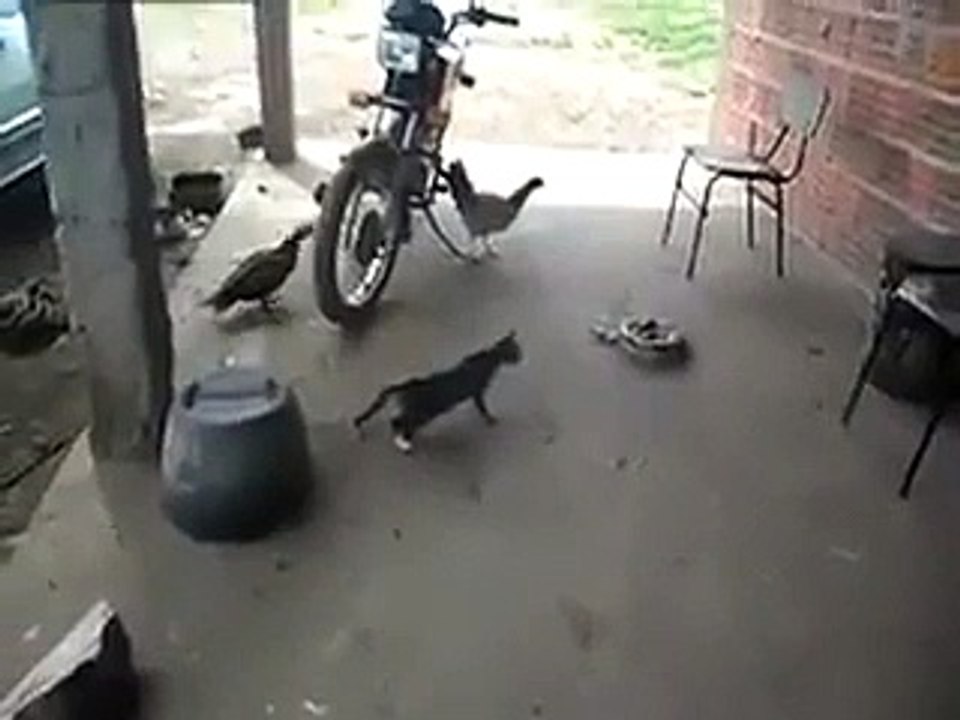 Cat Hahaha HD