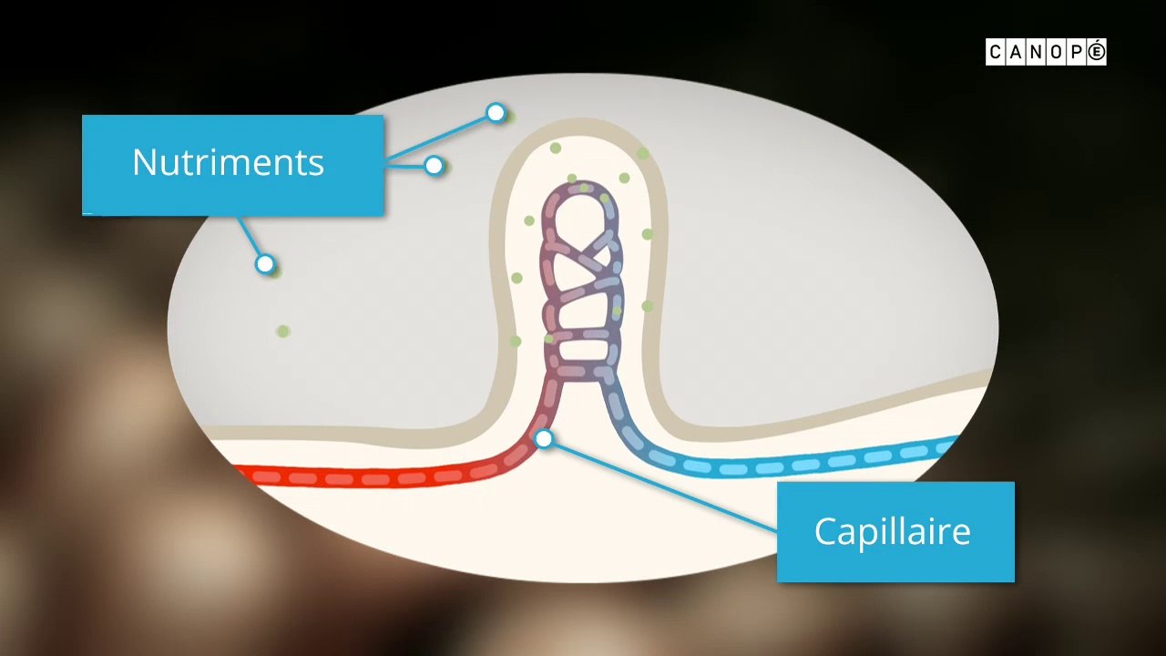 la digestion