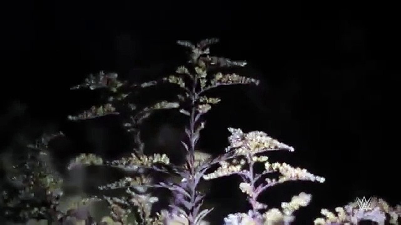 Bray Wyatt and the man in the woods Superstar Ghost Stories