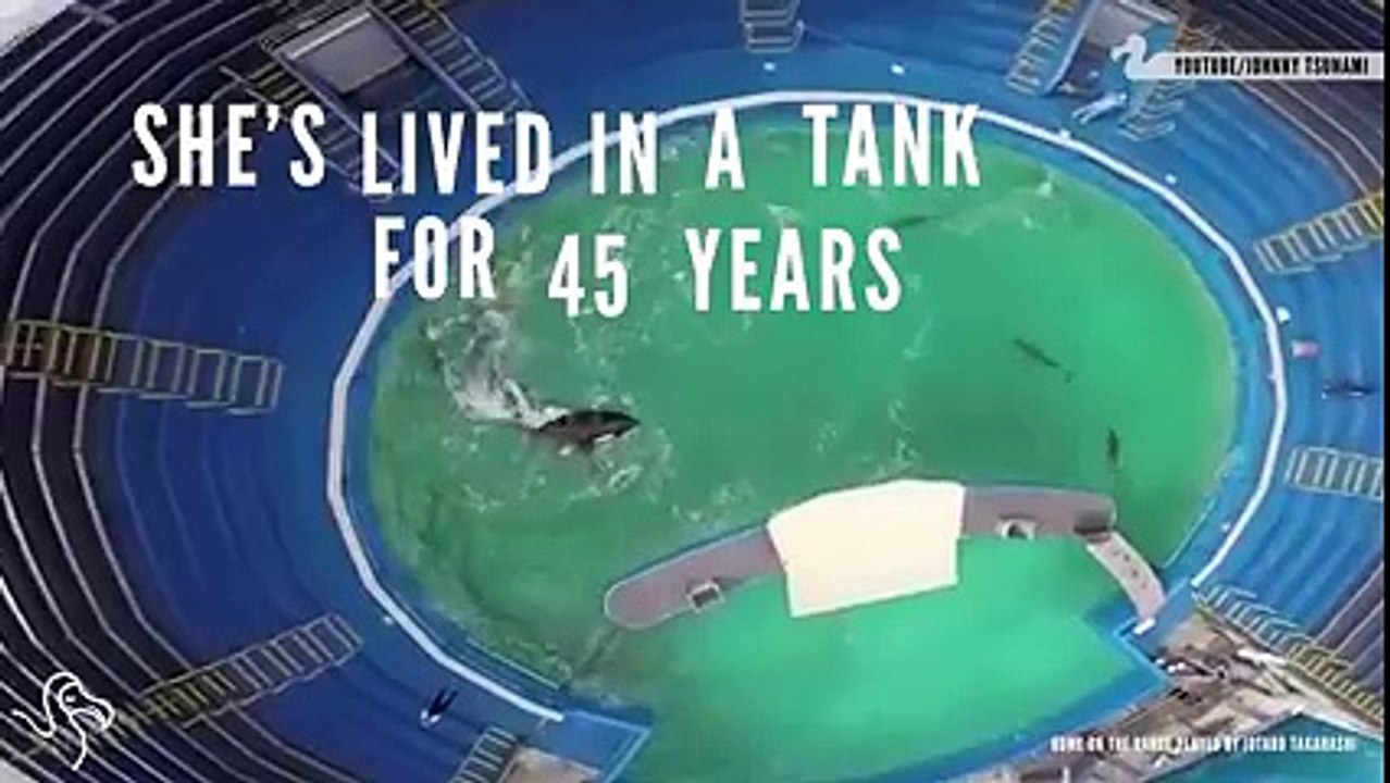 world's loneliest orca