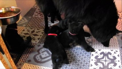 les 3 premières semaines de p'tits "L" de Gwelann et d'Iron