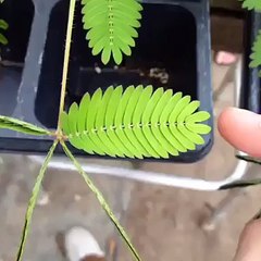 Neem Ka Poda Hath Lagao To Band Ho Jaye Ga HD