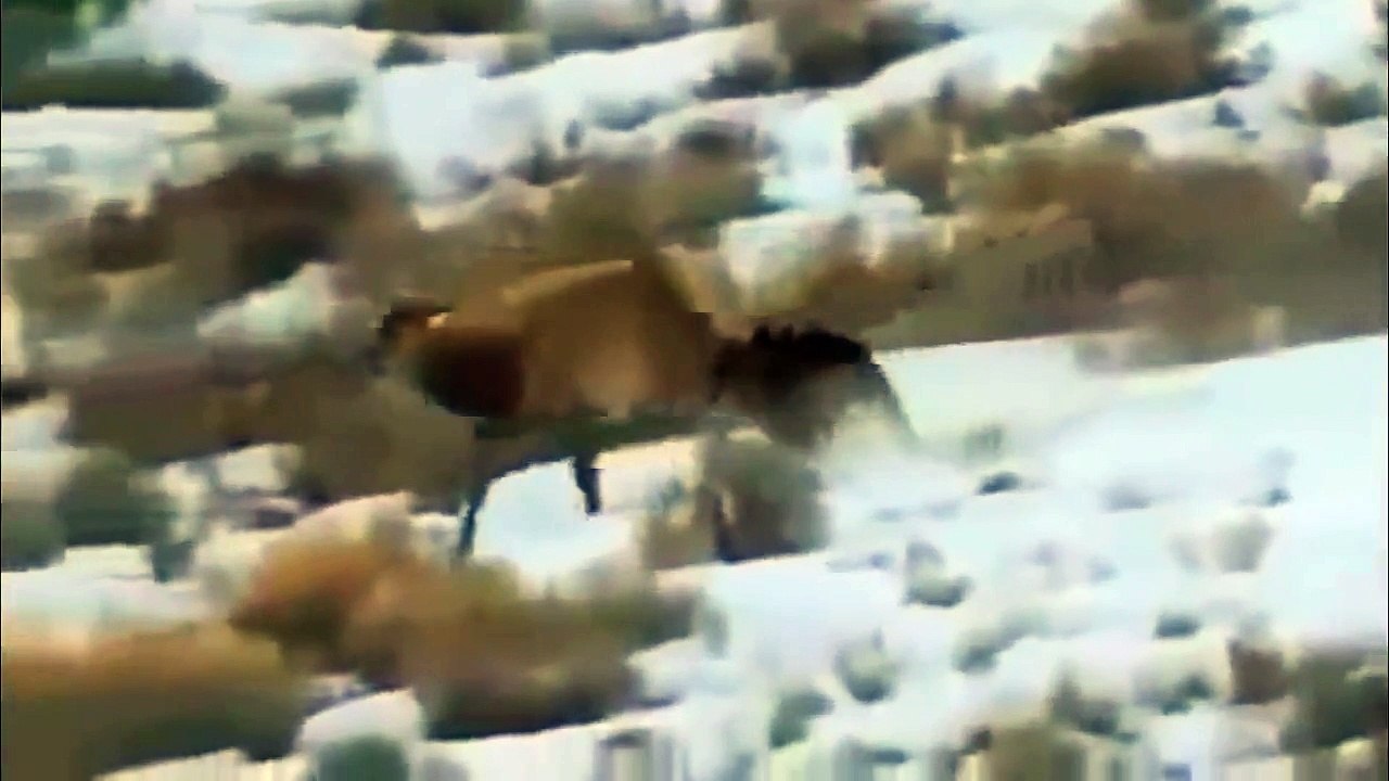 Survival in The Valley of The Wolves(full documentary)HD