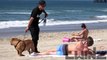 Dog Pees on hot Girls at the Beach!!