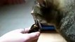 Funny cat's fold playtime interrupted by doorbell , funny videos