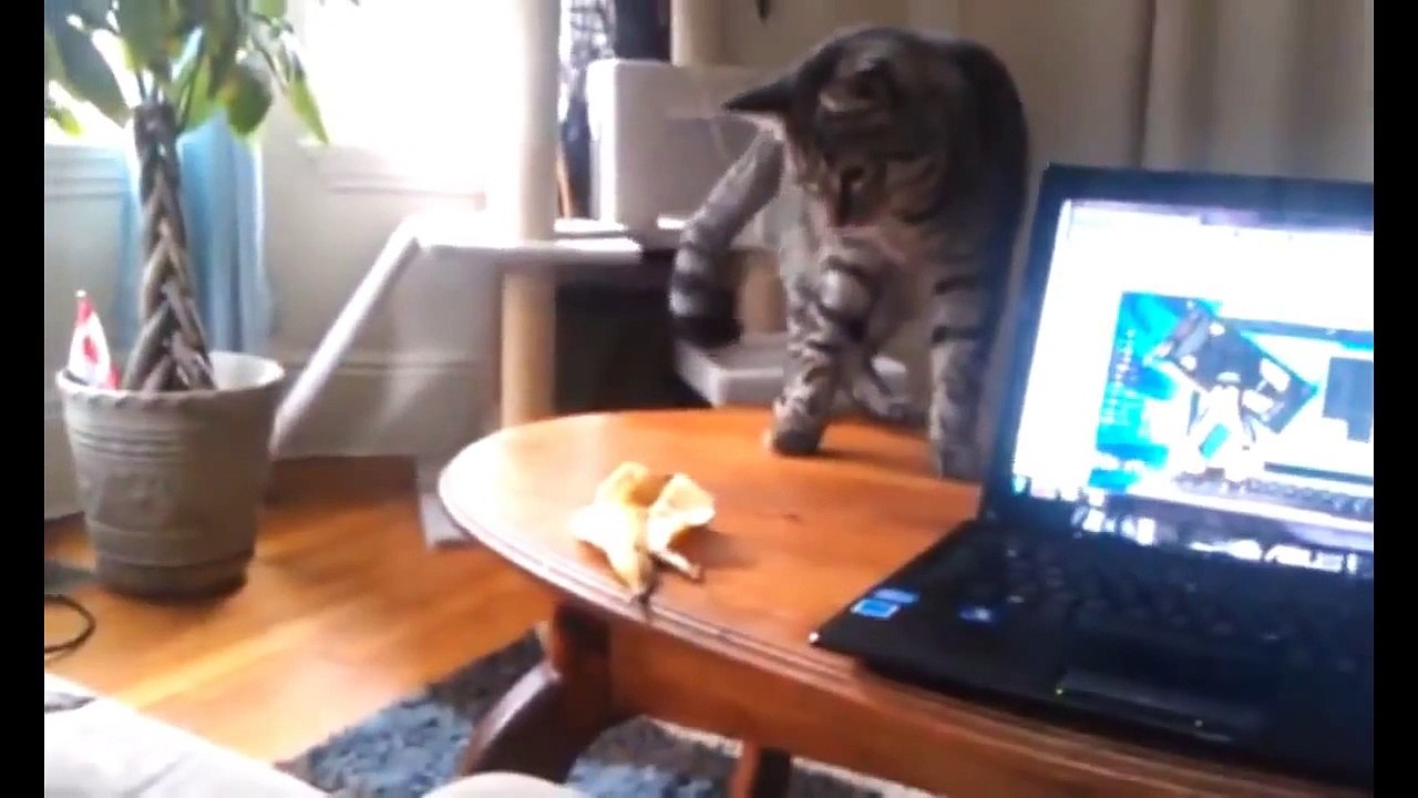 FUNNY VIDEOS Funny Cats Funny Cat Videos Funny Animals Cute Pets Try Not To Laugh