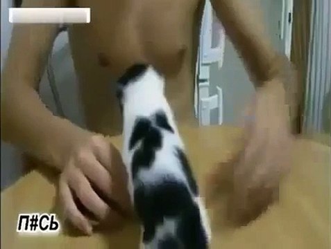 best Animals Having Fun Breeding Reproducing Dogs Mating 4 ~ Best Funny Animals 2014 revie